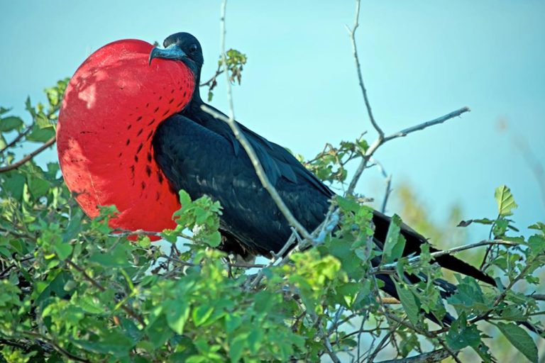 Frigatebird © James Victor jordan